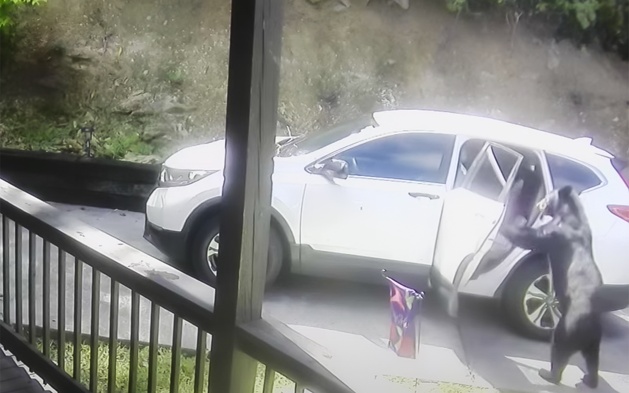 Деликатный мишка заглянул в Хонду в поисках лакомств