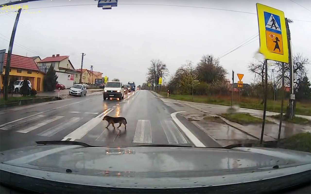 Со знанием ПДД: песик переходит дорогу по пешеходному переходу