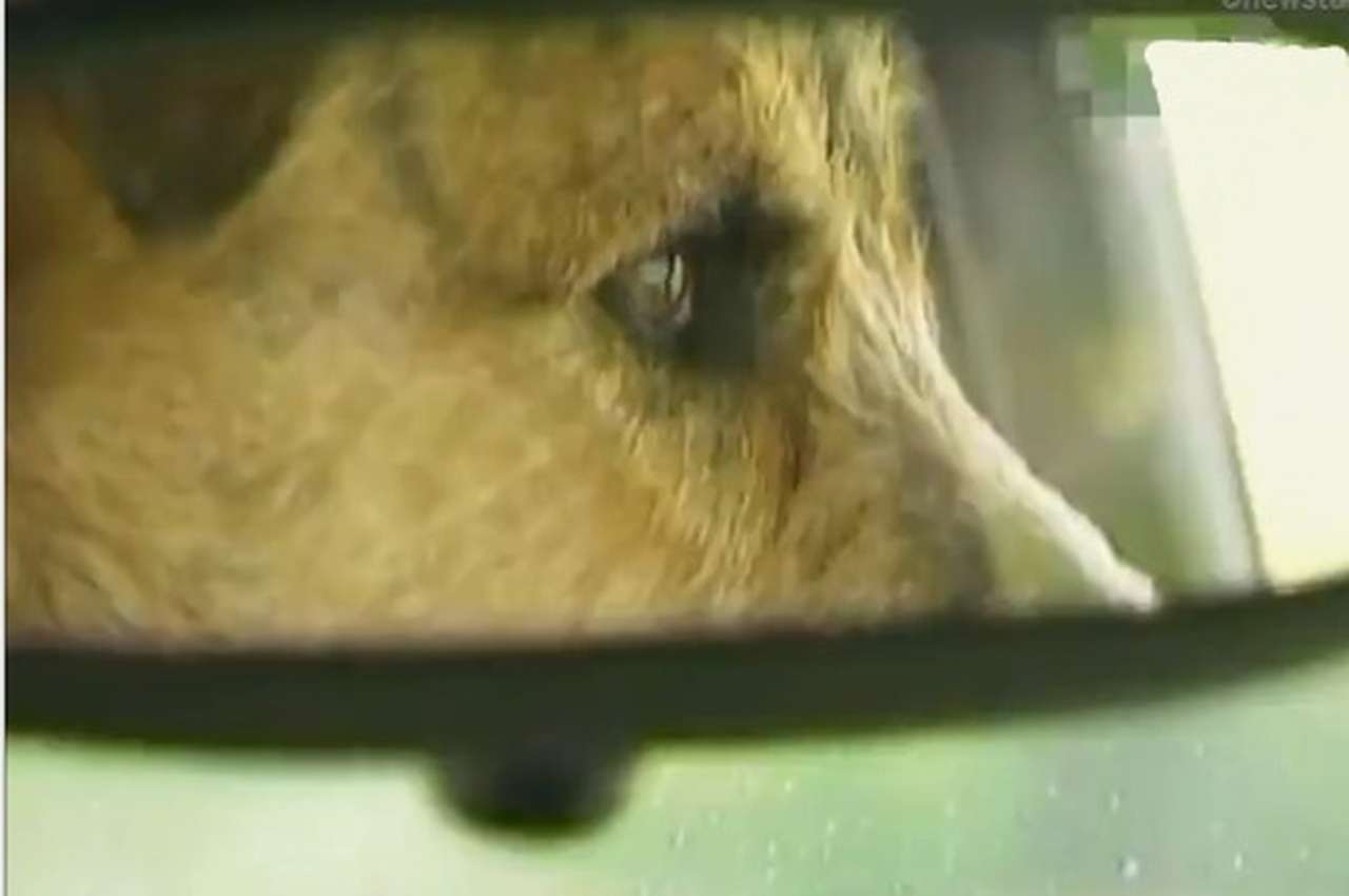 В Новой Зеландии собак научили водить машины