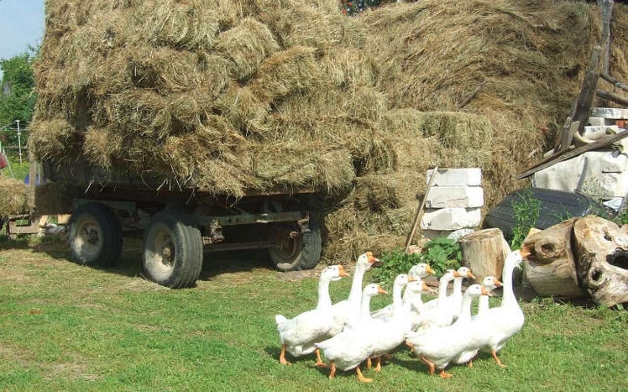 Противостояние: дачники избили фермера из-за звука работающего трактора