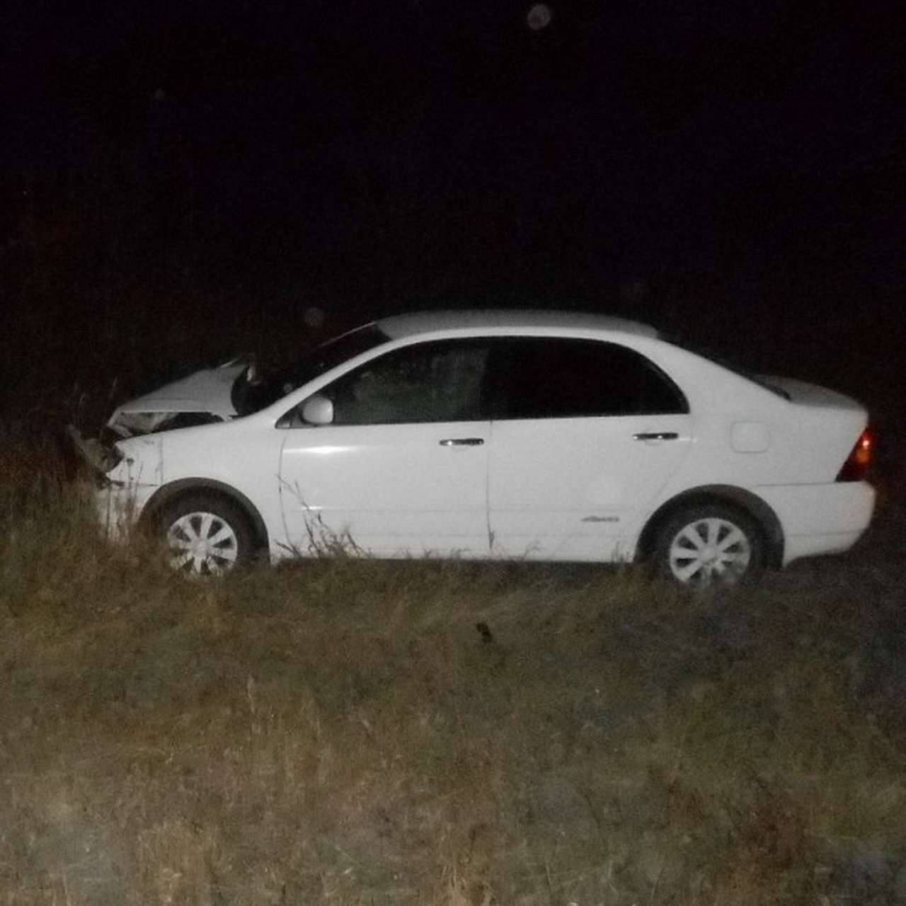 Медведь попал под удар Toyota Corolla
