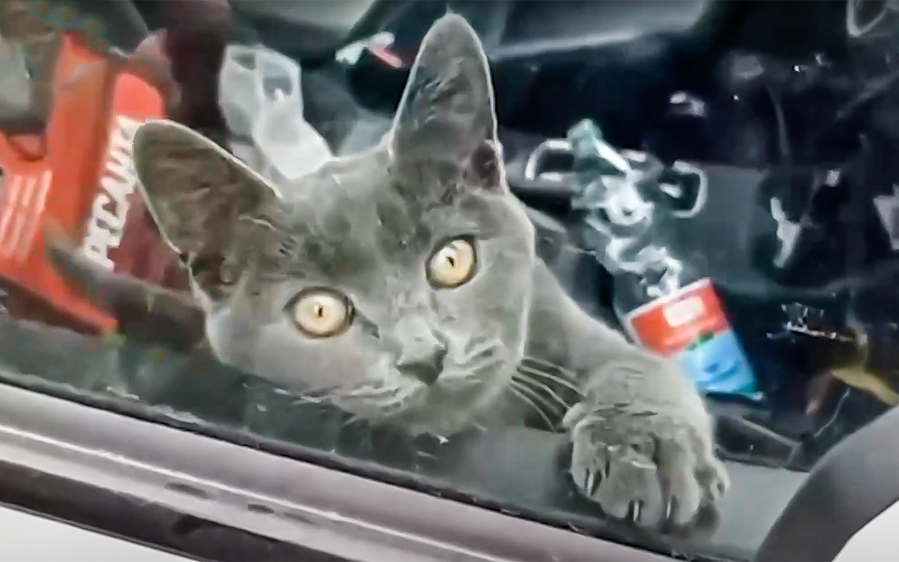 Кот провел 4 дня в запертом Mitsubishi