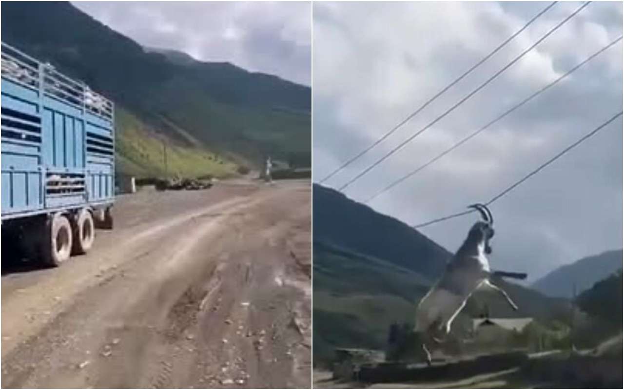 Автомобилист в Дагестане заснял козла на проводах
