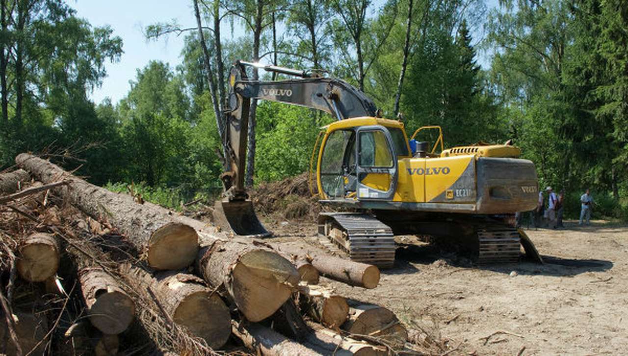 Для строительства дублера Щелковского шоссе планируется вырубить 100 гектаров леса в парке «Лосиный остров»