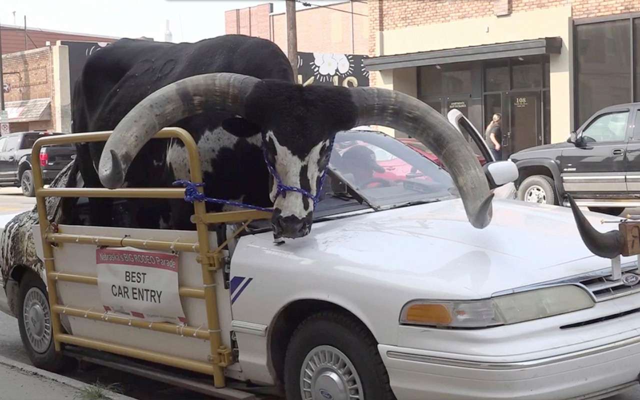 Чисто покатать: как фермер быка выгуливал