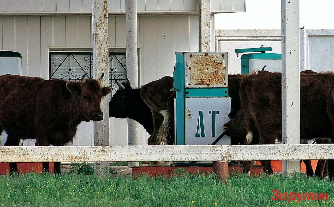 Экспертиза бензина: от южных гор до северных морей
