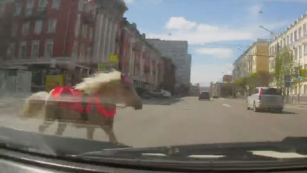 Попал под лошадь: водитель отделался легким испугом