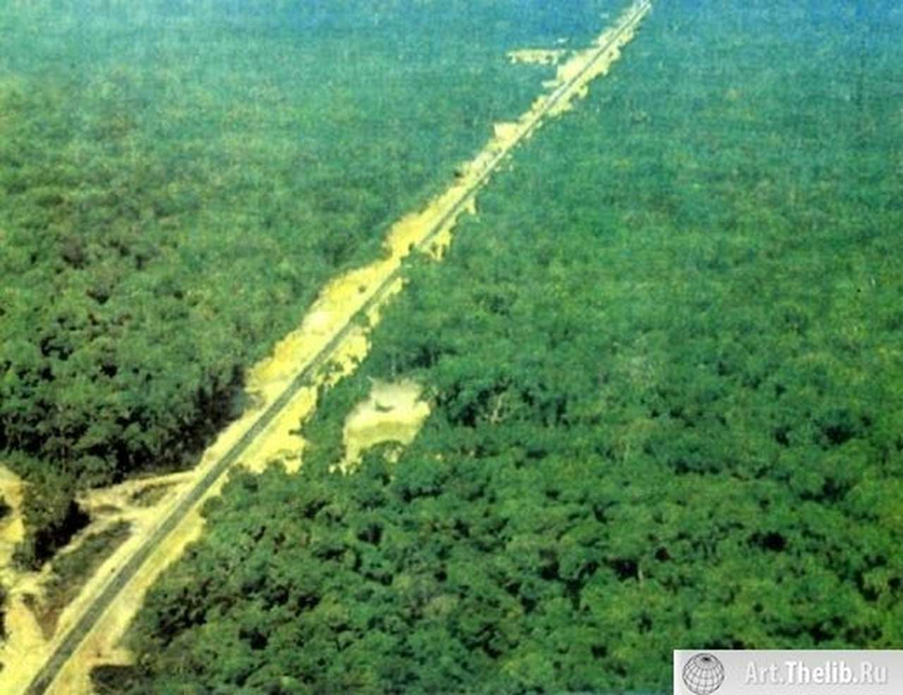 Химкинский лес: войну пора заканчивать