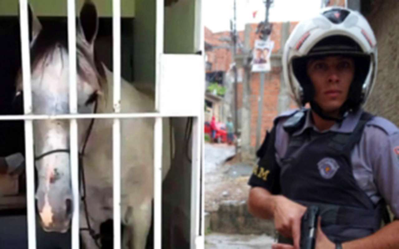 Лошадь посадили в камеру за порчу автомобиля. Лягаться нельзя!