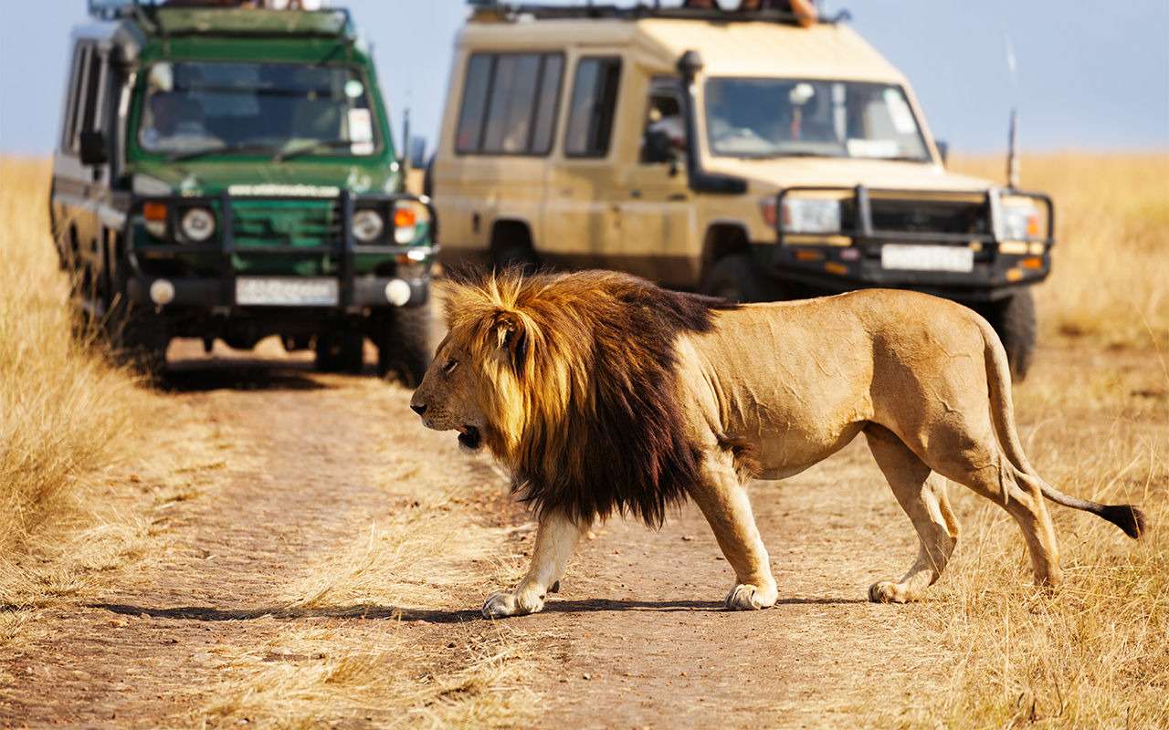 «Всем расслабиться!» Лев запрыгнул в машину к туристам