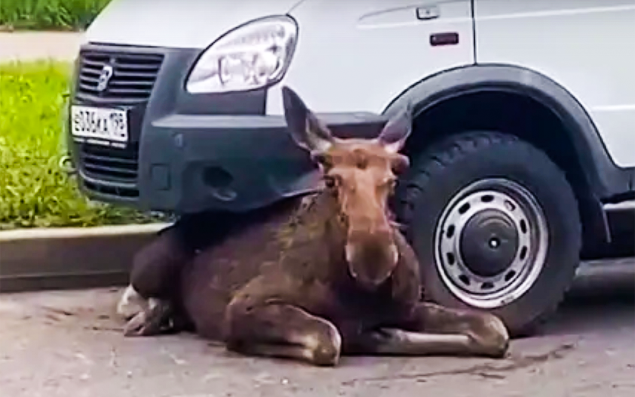 В Санкт-Петербурге лось залез под ГАЗель (видео)