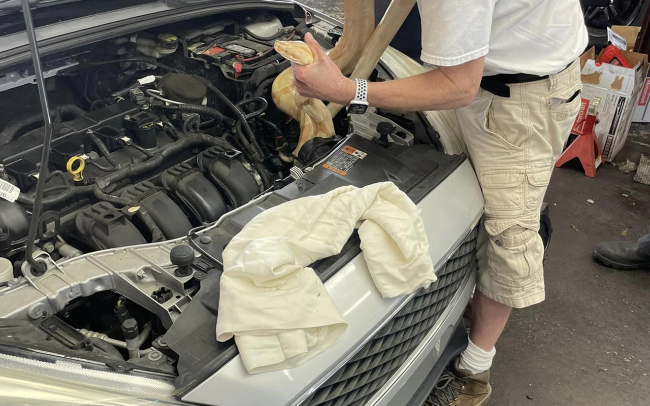 Фокус со змеей: неожиданное происшествие на автосервисе