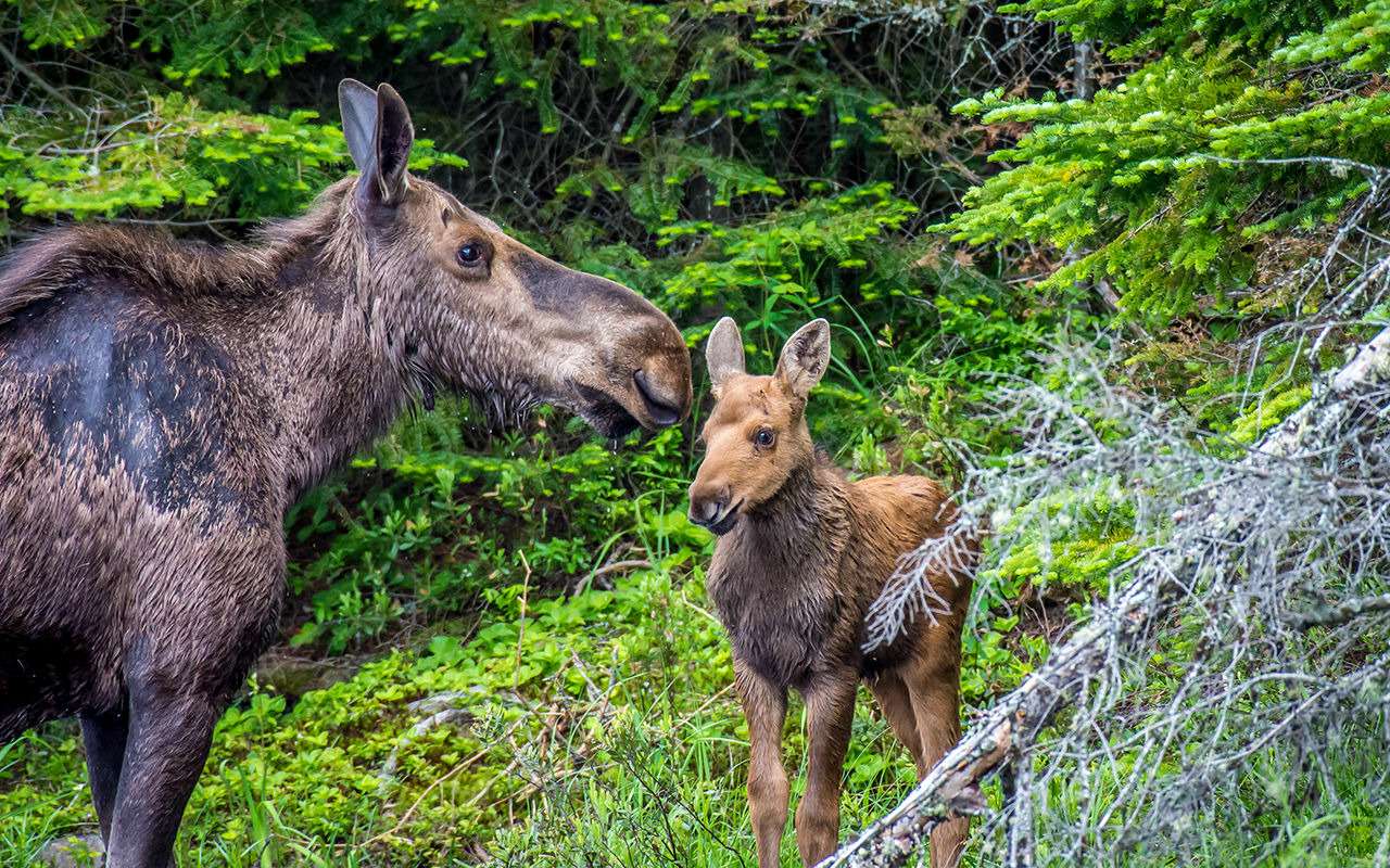 Лосиха атаковала велосипедиста. Отгонять ее пришлось автомобилем!