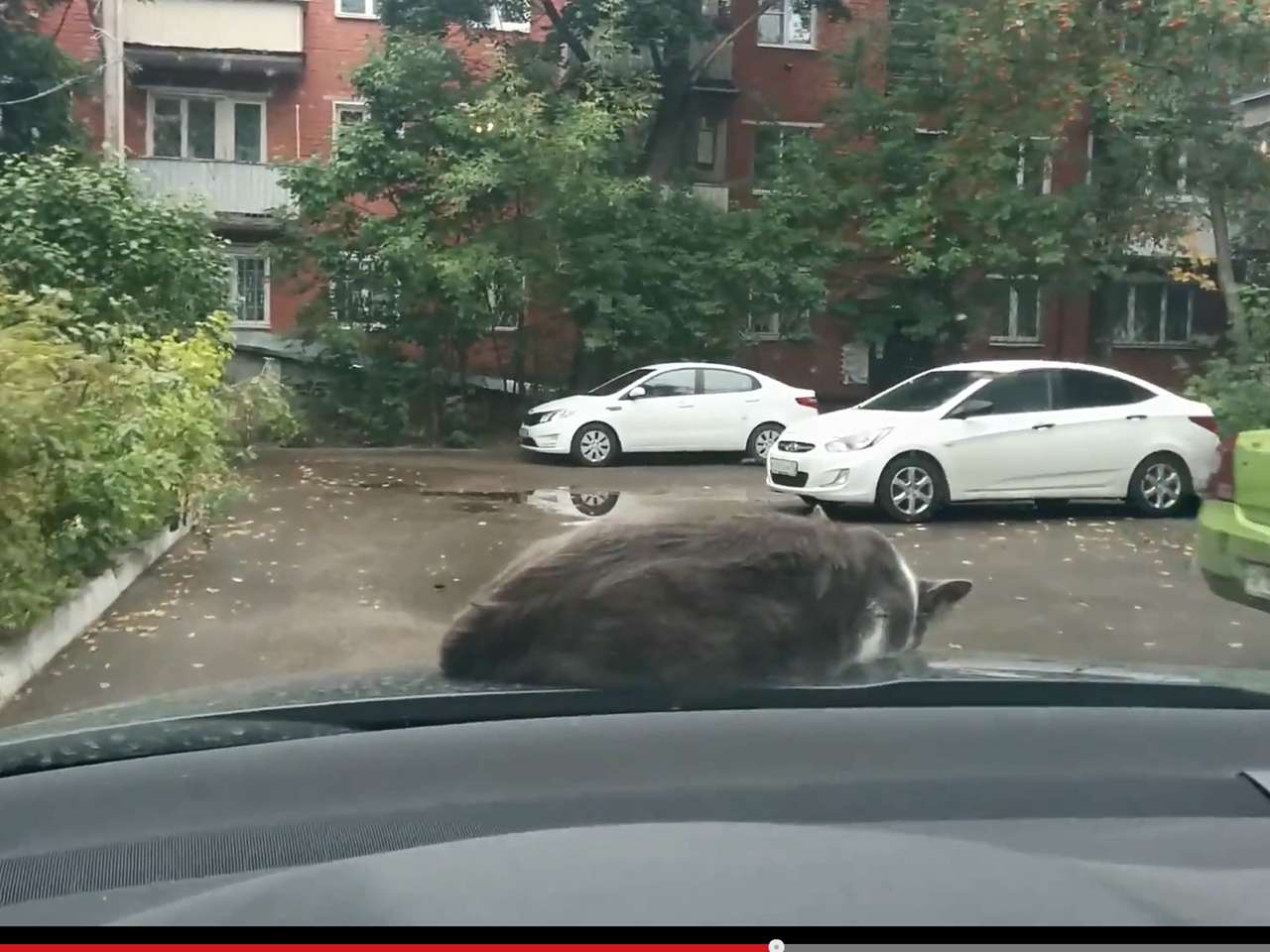 Кот решил вздремнуть на капоте (ВИДЕО)
