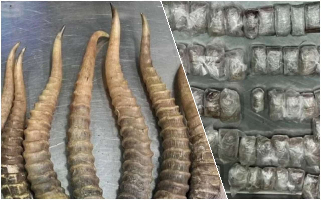 27 полимерных свертков: 115 мускусных желез кабарги, 3 пузыря с медвежьей желчью, 12 рогов сайгака