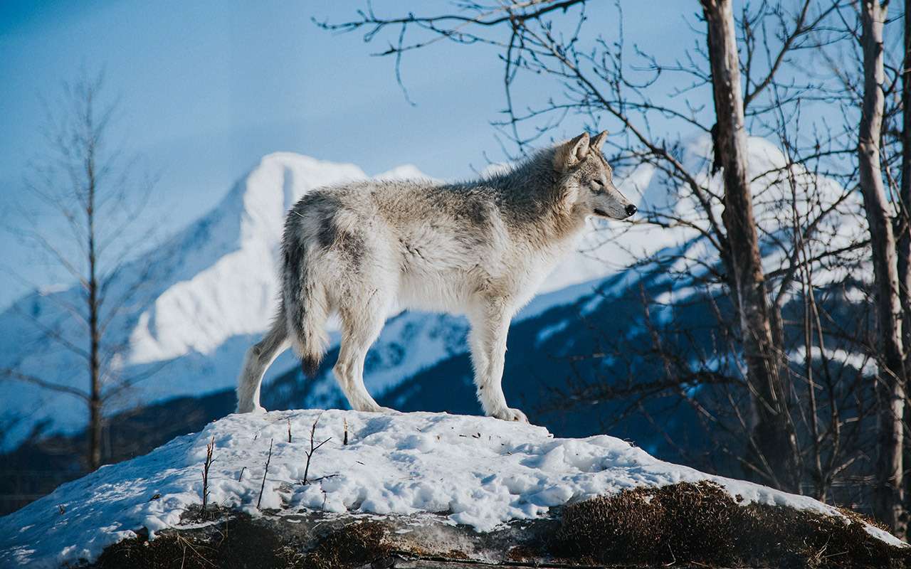 Удивительное рядом: волки предотвращают столкновения с оленями