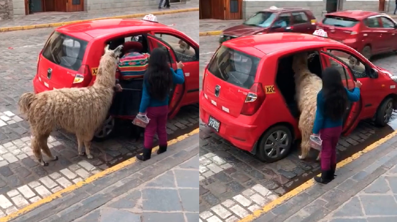 Альпака садится в такси. Эка невидаль!