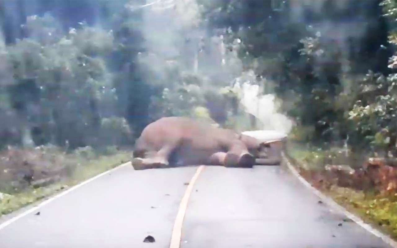 Милота вам в воскресенье: слон спит на дороге