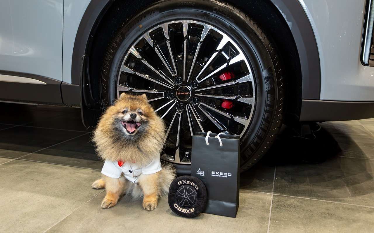 Собаки и кошки помогут россиянам с покупкой китайского авто