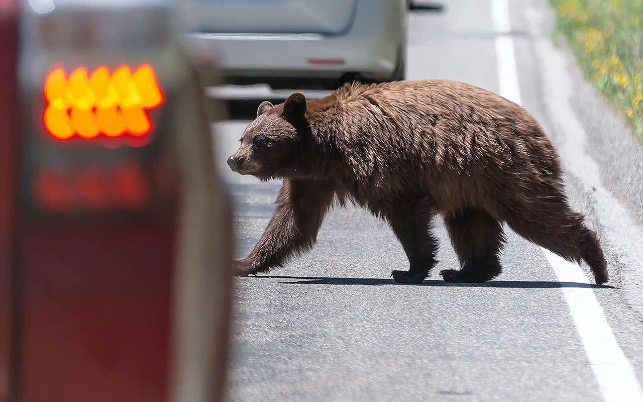 Аист, столб, заправка, лось и другие опасности на дороге