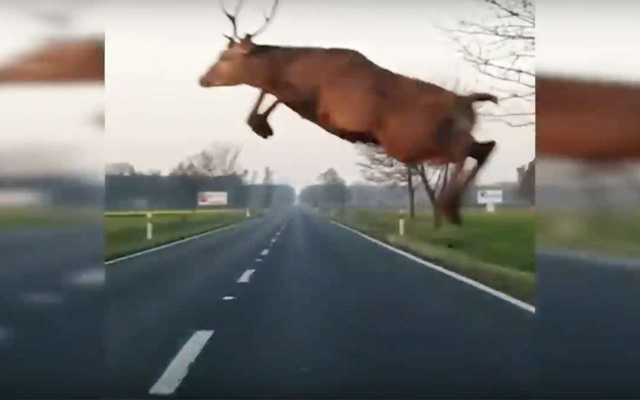 Полет оленя над машиной! Водителю крупно повезло