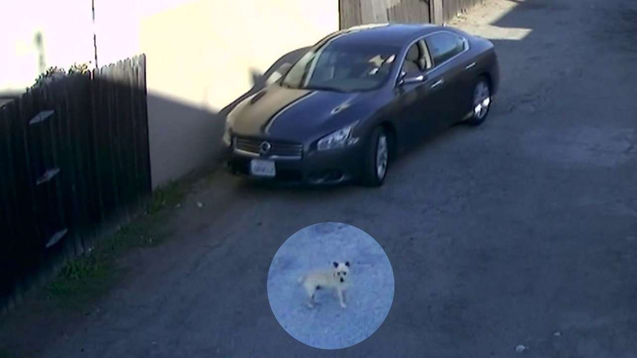 Водителю грозит пять лет тюрьмы за наезд на собаку