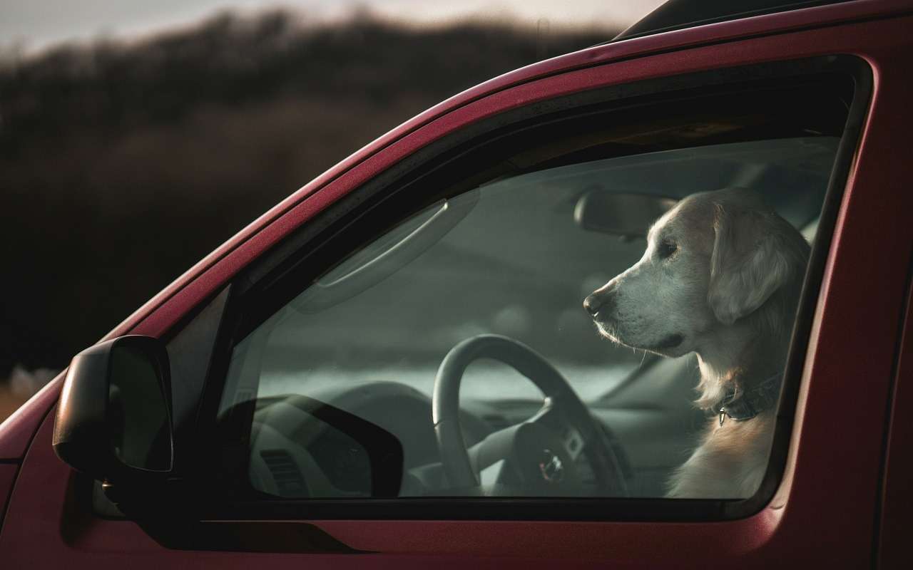 Белорусские собаки завели машину и устроили ДТП (видео)