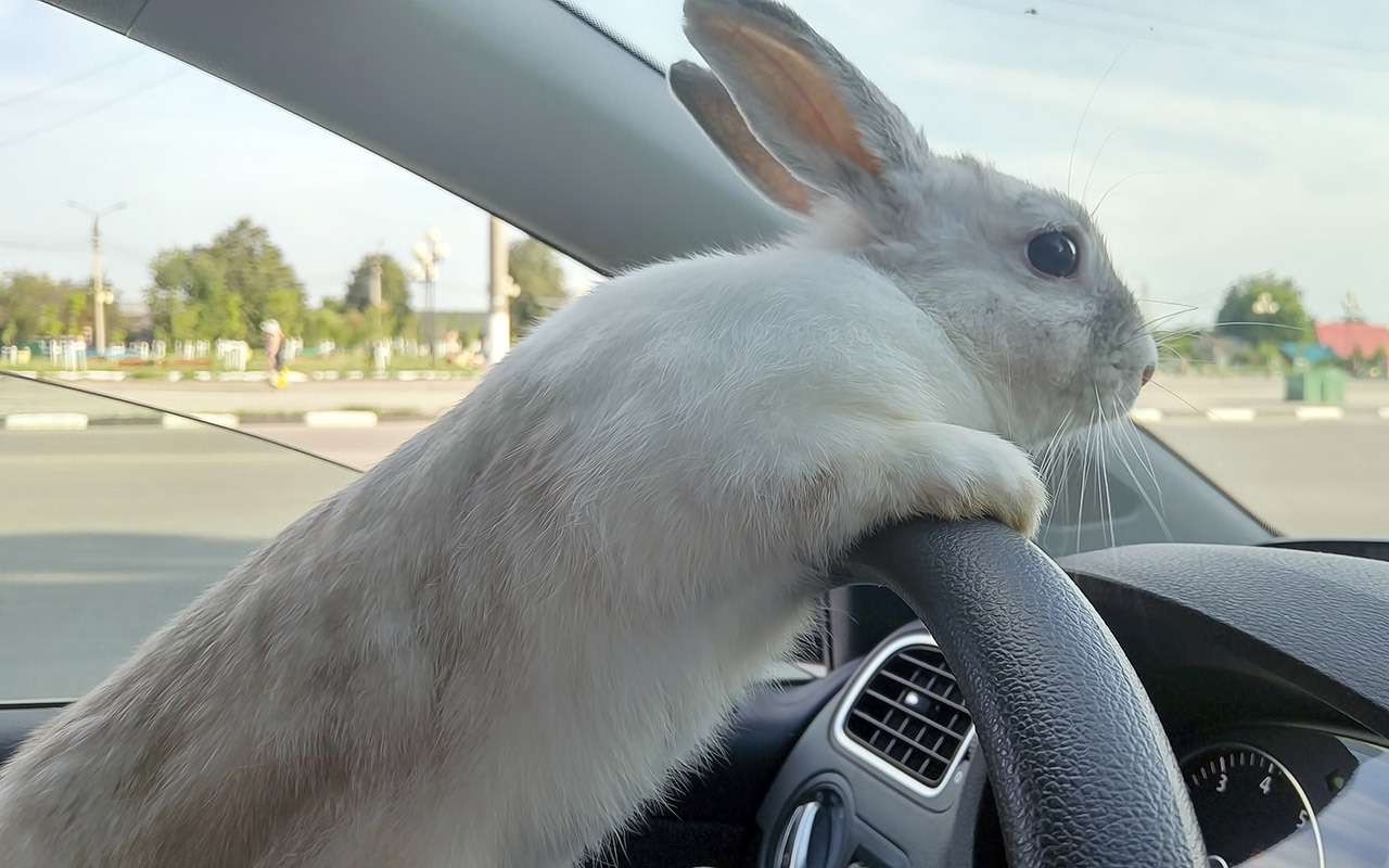 В каких городах водители самые вежливые — исследование
