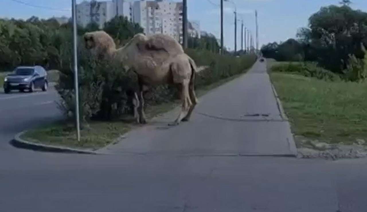 Неожиданный «транспорт» вышел на дорогу