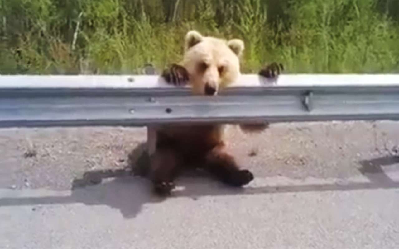 Милота на выходные: мишка — любитель автомобилей