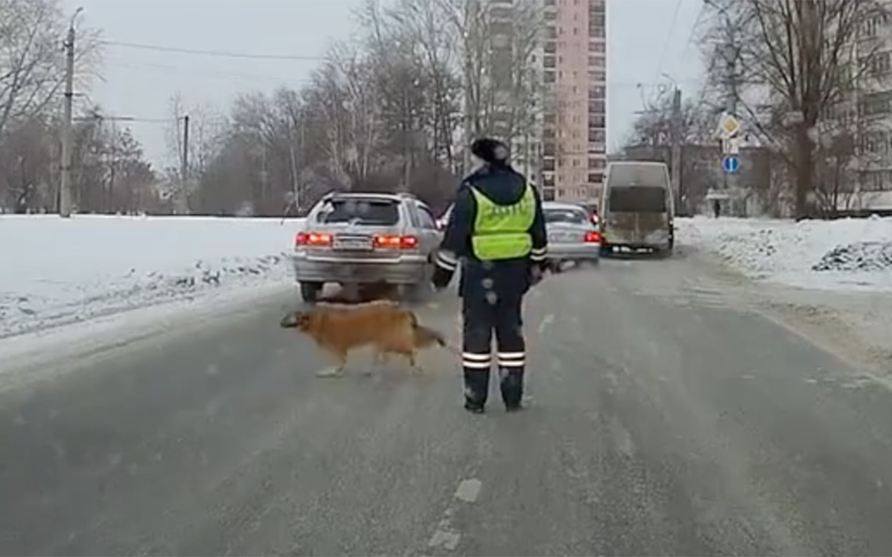 Очень трогательно - как гаишник собаку через дорогу переводил