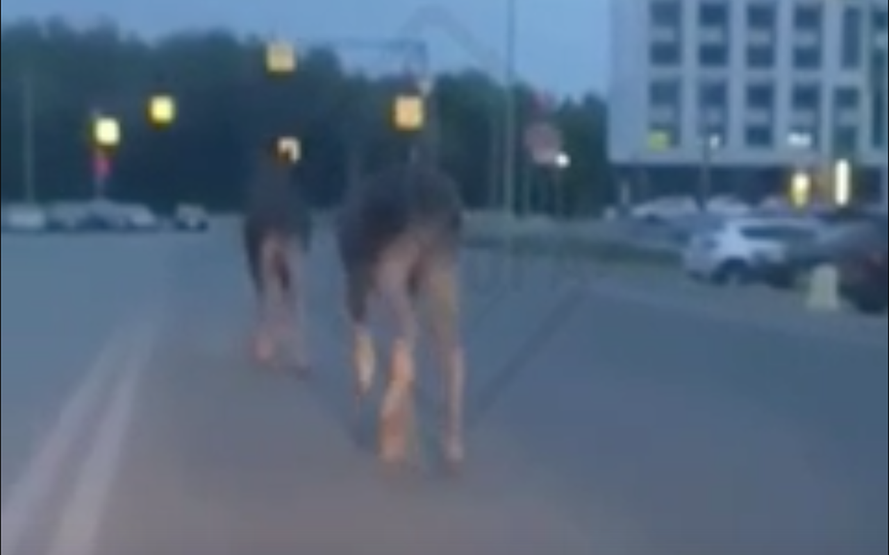 Таксист помог заблудившимся в городе лосям (видео)