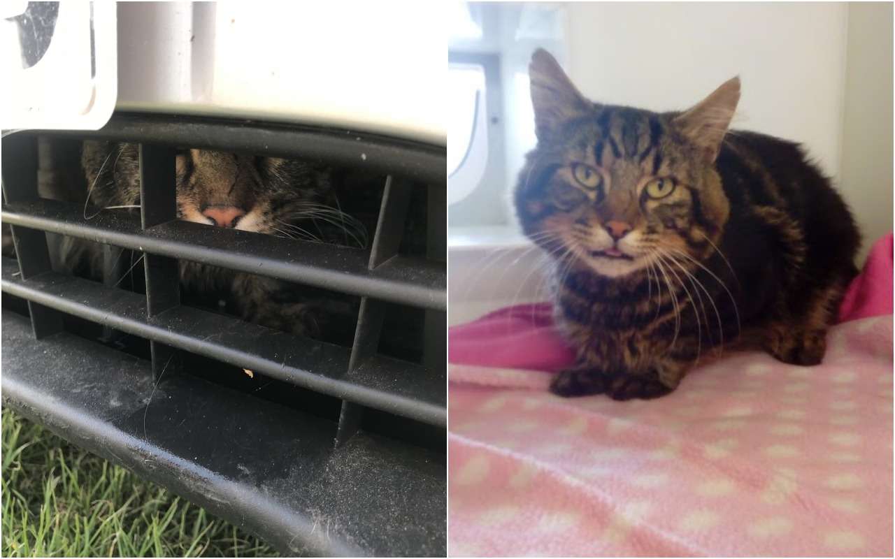 Кот застрял в решетке радиатора Форда Фокус и проехал более 120 км