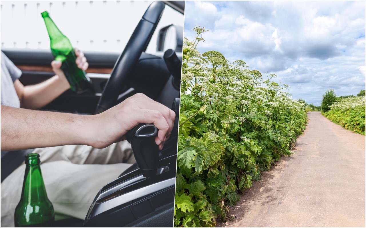 Попался пьяным за рулем - придется косить борщевик!