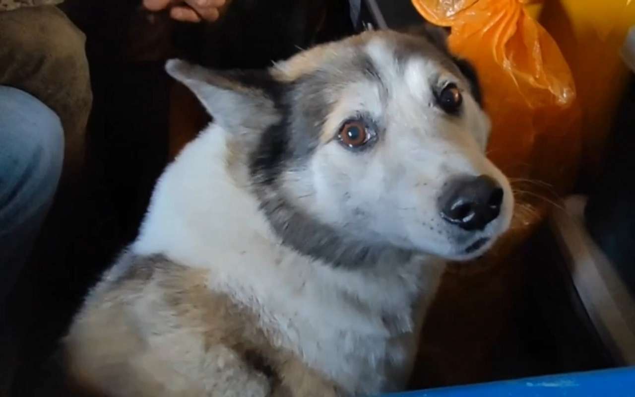 Рыбаки и собака на ЗИЛ-131 застряли во льдах реки Яны