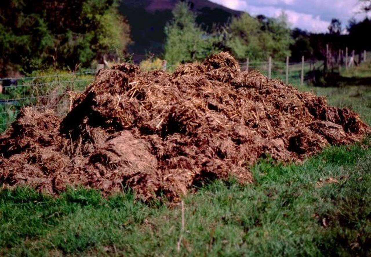 Пьяный водитель спрятался от полиции в куче навоза