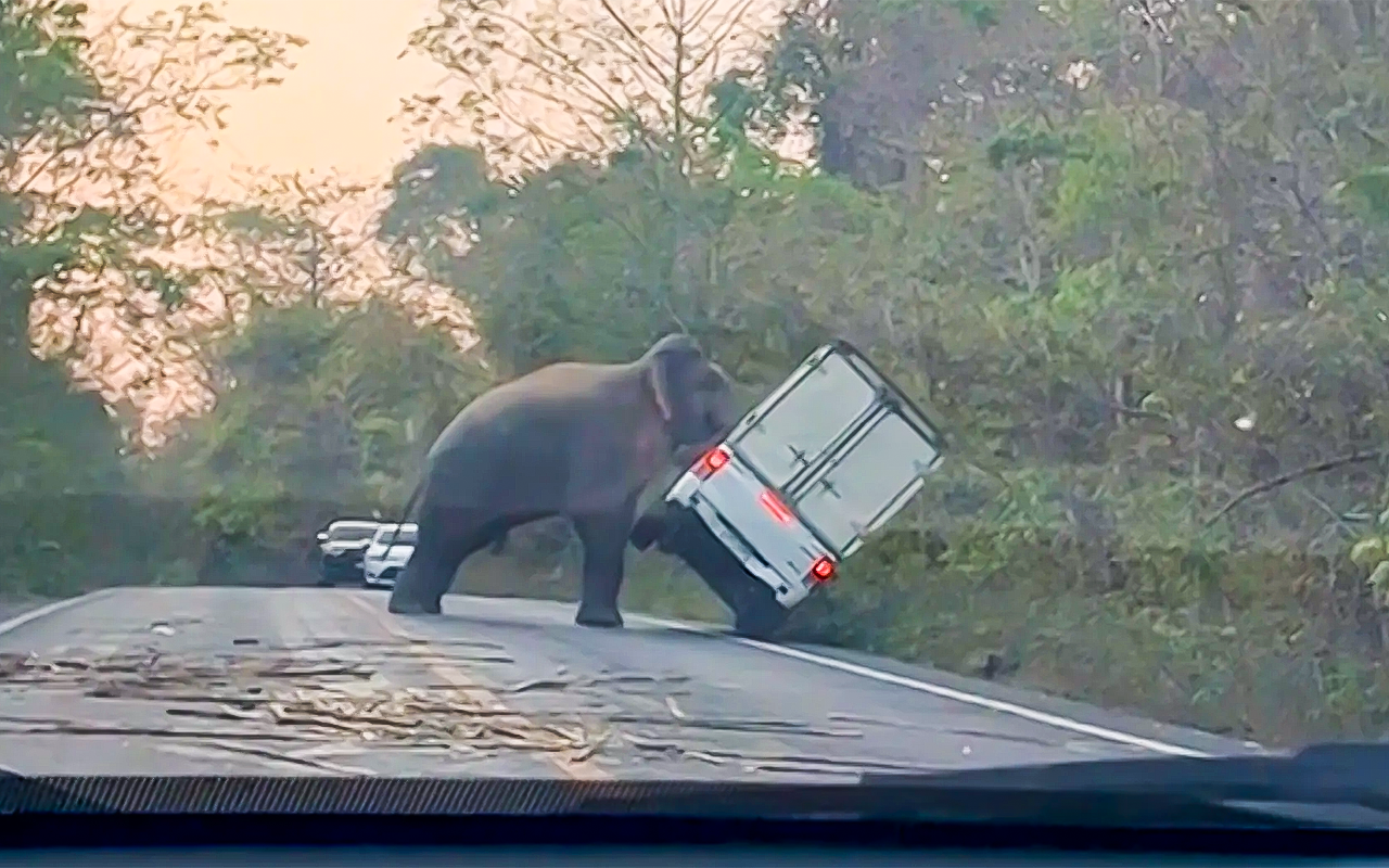 Что бывает, когда у слона день не задался