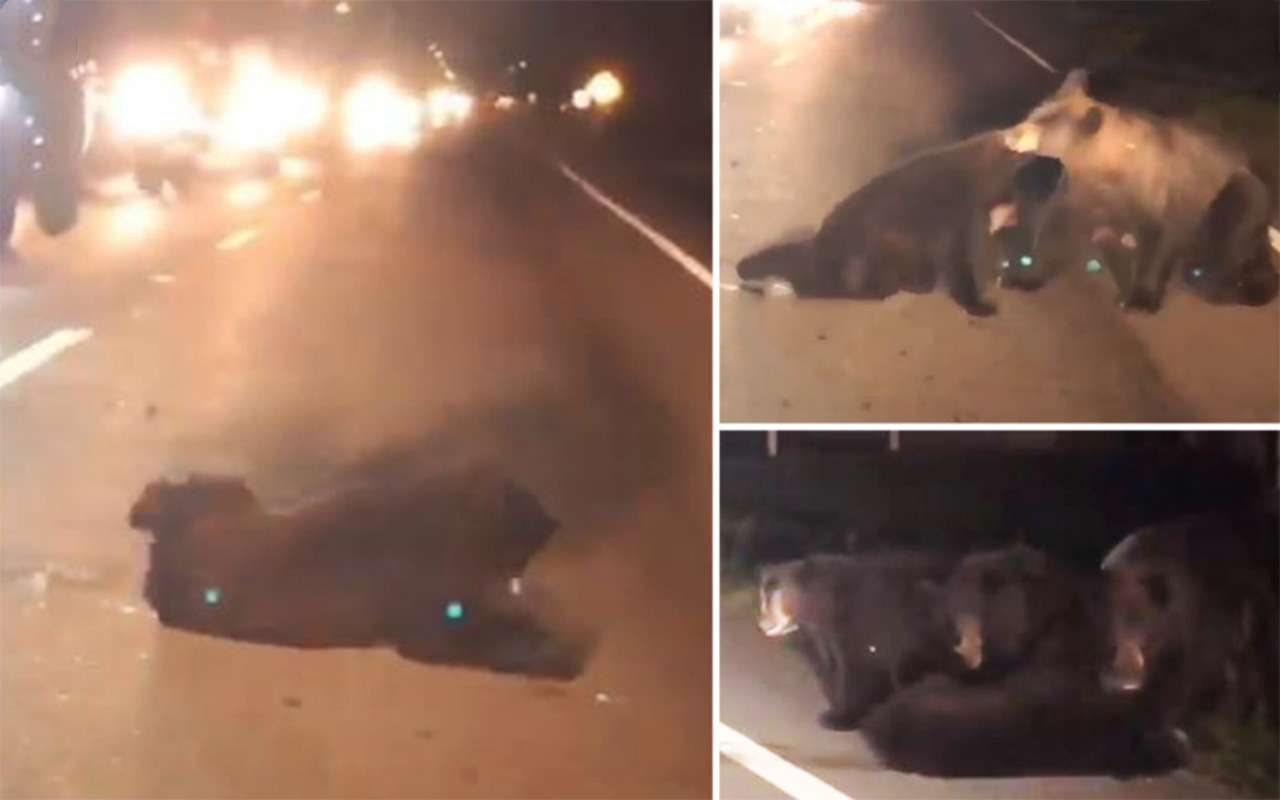 Своих не бросаем: медведица уносит с дороги раненого детеныша